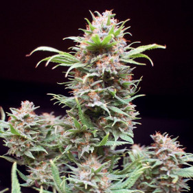 reg Blue Mystic (Блу Мистик, Блю Мистик ТГК 24%)